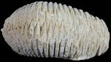 Cretaceous Fossil Oyster (Rastellum) - Madagascar #54456-1